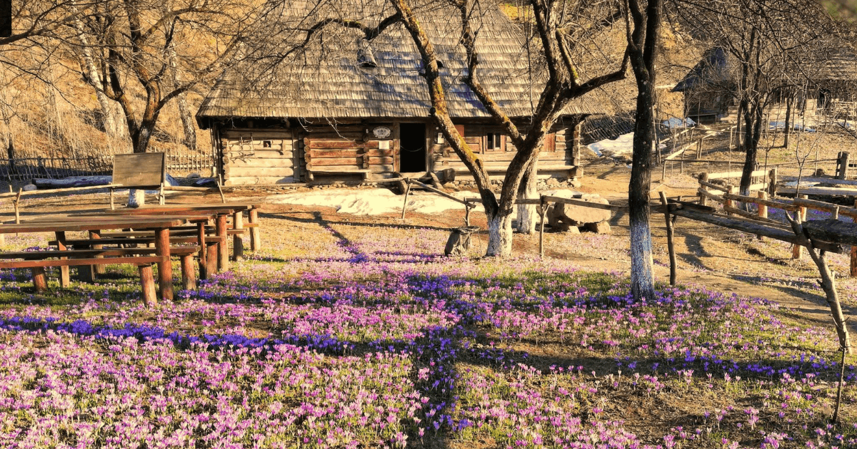 Там, де цвіте шафран: Колочава та інші популярні місця, де квітнуть крокуси у 2026 році. Фото №3