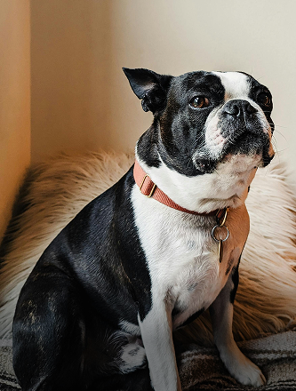 filter_card_З улюбленцями