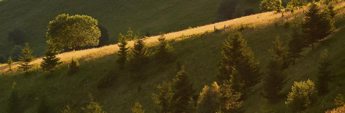 Полонина Кринта: маршрути, фото, карта, що цікавого. Фото №2