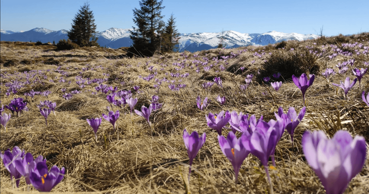 Там, де цвіте шафран: Колочава та інші популярні місця, де квітнуть крокуси у 2026 році. Фото №7