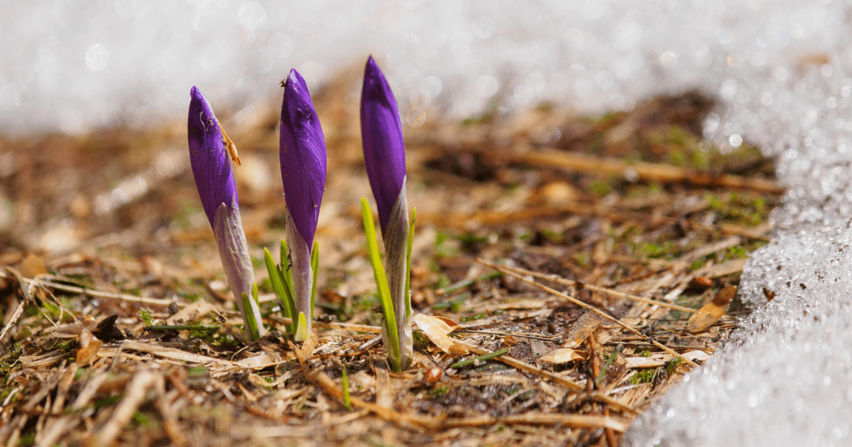 Там, де цвіте шафран: Колочава та інші популярні місця, де квітнуть крокуси у 2026 році. Фото №8