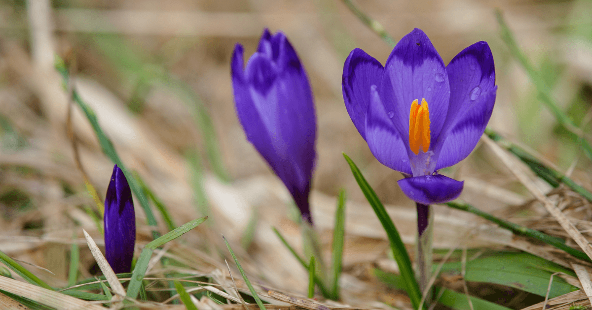 Там, де цвіте шафран: Колочава та інші популярні місця, де квітнуть крокуси у 2026 році. Фото №2