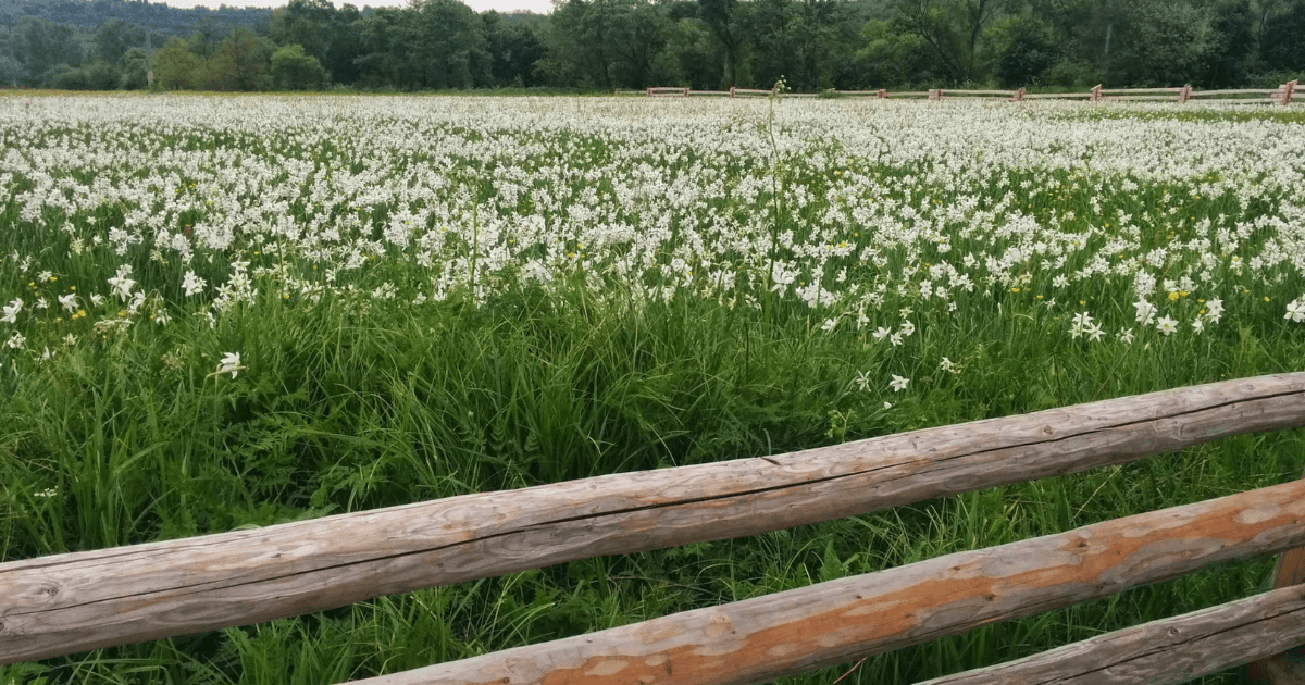 Цікаві місця Закарпатської області: гори, замки, озера. Фото №4