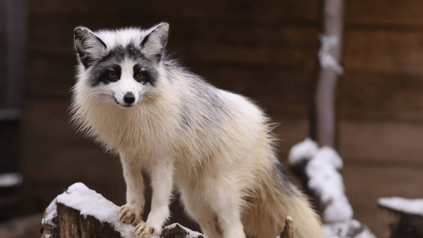 Топ-25 місць які варто відвідати у Львові. Фото №20