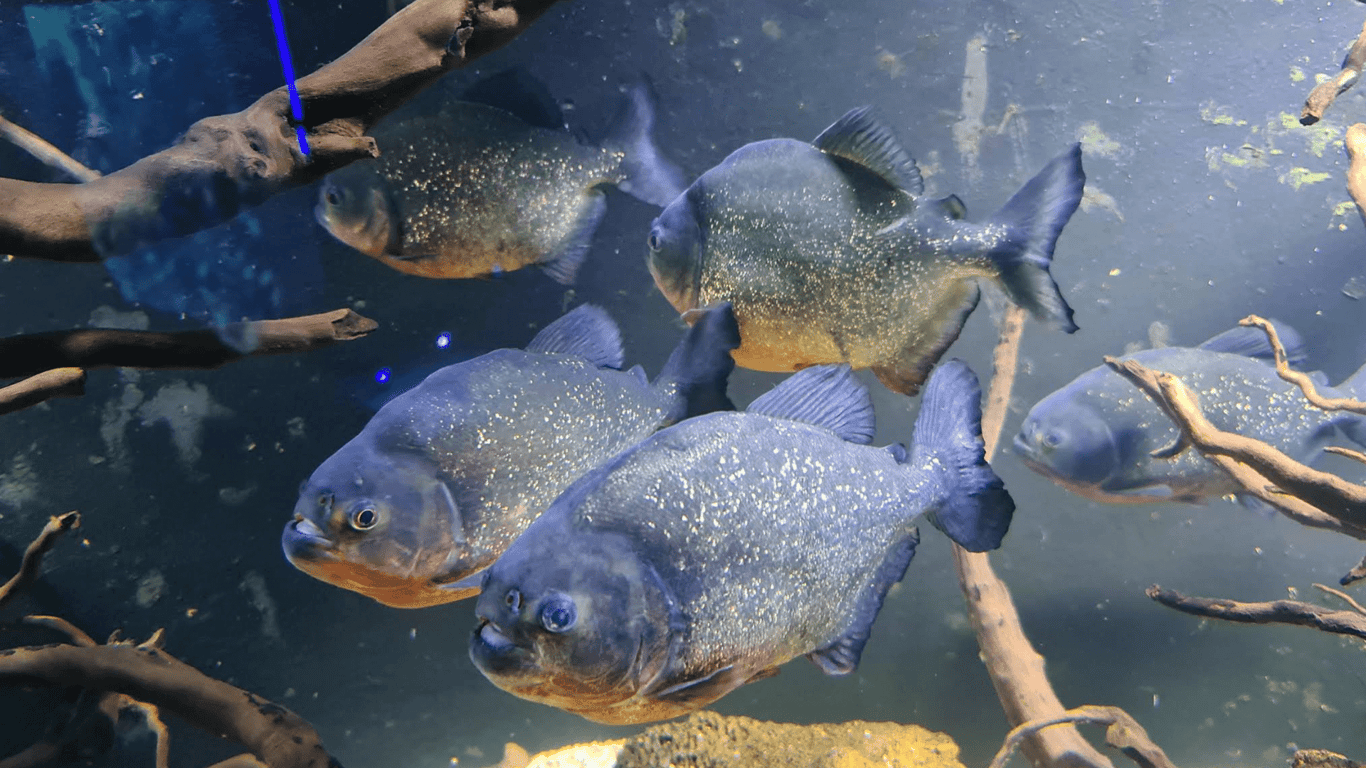 Топ-25 місць які варто відвідати у Львові. Фото №19