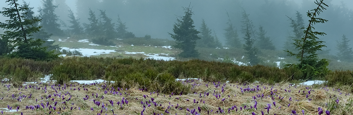 Полонина Веснарка - маршрути, фото, що цікавого. Фото №2
