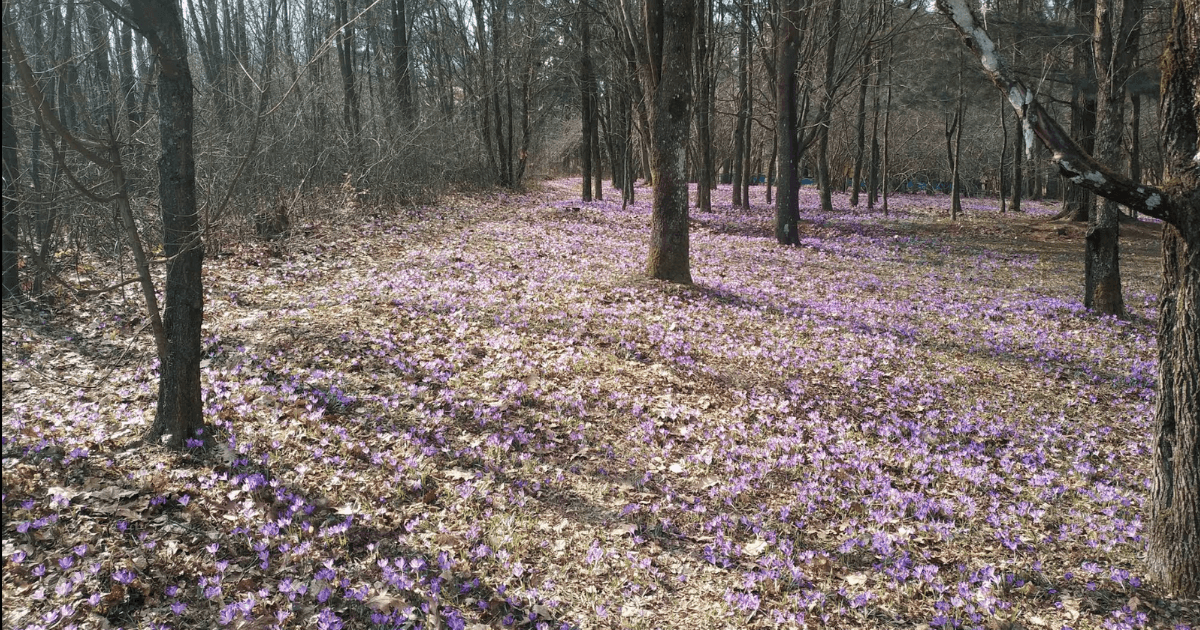 Там, де цвіте шафран: Колочава та інші популярні місця, де квітнуть крокуси у 2026 році. Фото №4