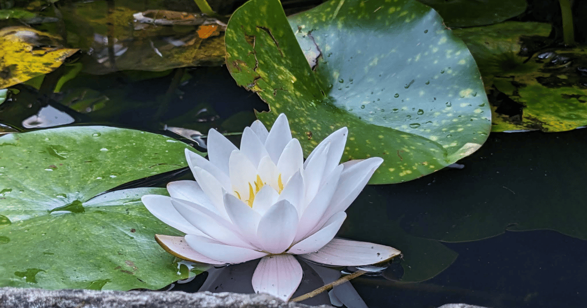 Куди піти в Ужгороді: Топ 12 місць, які варто відвідати. Фото №10